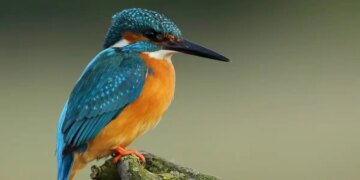 Vastu Shastra: Repeated visit of these birds on the roof of the house can be an inauspicious sign, know what Vastu says