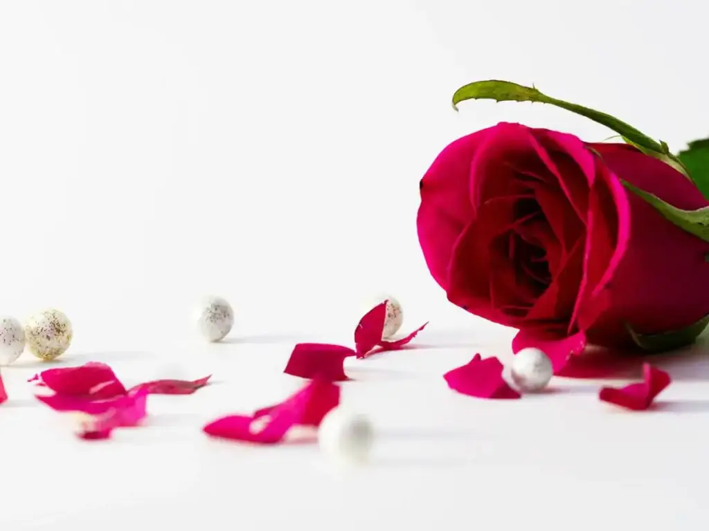 Vastu Shastra: Why are rose petals considered auspicious in the house? Know the beliefs and correct method of use
