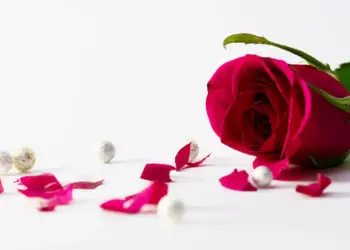 Vastu Shastra: Why are rose petals considered auspicious in the house? Know the beliefs and correct method of use
