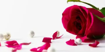 Vastu Shastra: Why are rose petals considered auspicious in the house? Know the beliefs and correct method of use