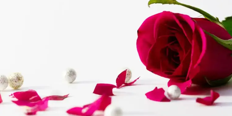 Vastu Shastra: Why are rose petals considered auspicious in the house? Know the beliefs and correct method of use