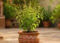 Vastu Tips: Never consider dry basil useless, you can get positive energy and auspicious results with these 5 remedies.