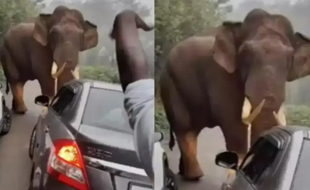 Viral Video: Elephant's orgy, Gajan broke the wall and entered the house, then see what happened