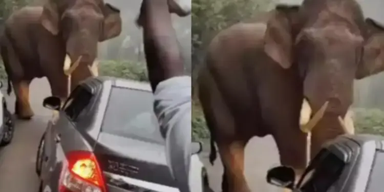 Viral Video: Elephant's orgy, Gajan broke the wall and entered the house, then see what happened