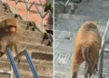 Viral Video: Monkey left humans behind, performed such a feat by sliding on the railing that people were stunned