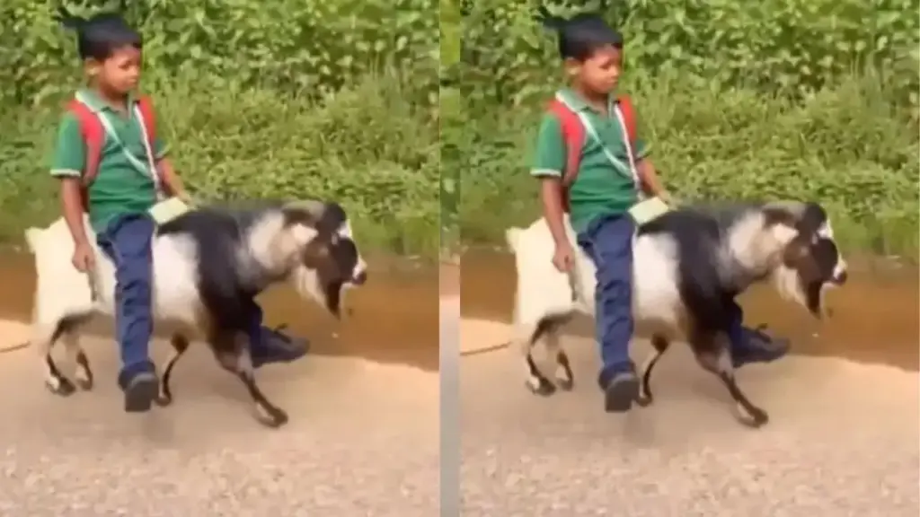 Viral Video: Neither bike, nor bicycle! Child reaches school sitting on a goat, social media shocked to see