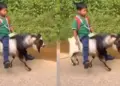 Viral Video: Neither bike, nor bicycle! Child reaches school sitting on a goat, social media shocked to see