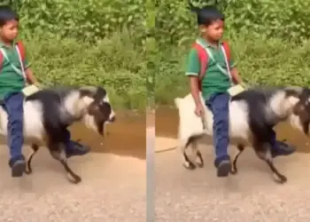 Viral Video: Neither bike, nor bicycle! Child reaches school sitting on a goat, social media shocked to see