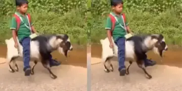 Viral Video: Neither bike, nor bicycle! Child reaches school sitting on a goat, social media shocked to see