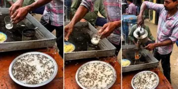 Before drinking tea outside, watch this video, you will hesitate after seeing the heap of flies.