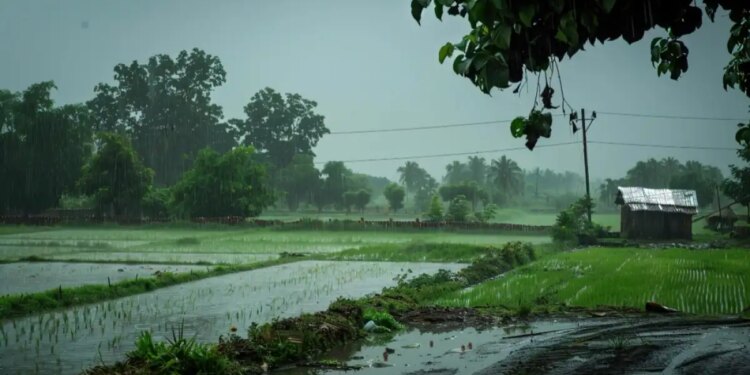 Big weather update! There is a possibility of heavy rain in the next one week, farmers should do this work now to save the crop.