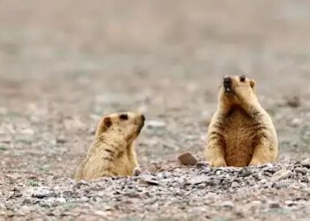 Bubonic plague hits Mongolia, infection caused by eating marmot meat