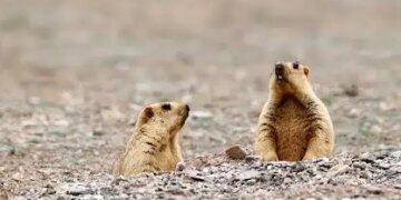 Bubonic plague hits Mongolia, infection caused by eating marmot meat