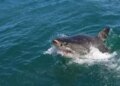 CMFRI launches 'Shark Aware' app, will strengthen the conservation of endangered marine creatures