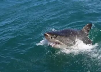 CMFRI launches 'Shark Aware' app, will strengthen the conservation of endangered marine creatures