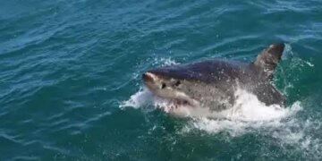 CMFRI launches 'Shark Aware' app, will strengthen the conservation of endangered marine creatures