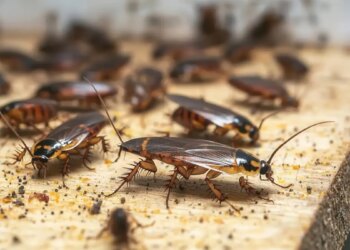 Earnings will disappear! If cockroaches are seen at these places in the house, then do not ignore them even by mistake, adopt 3 measures today itself.