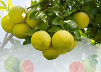 Grapefruit, the king of citrus fruits, is excellent in both taste and nutrition.