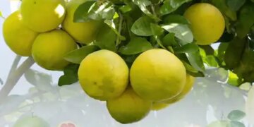 Grapefruit, the king of citrus fruits, is excellent in both taste and nutrition.