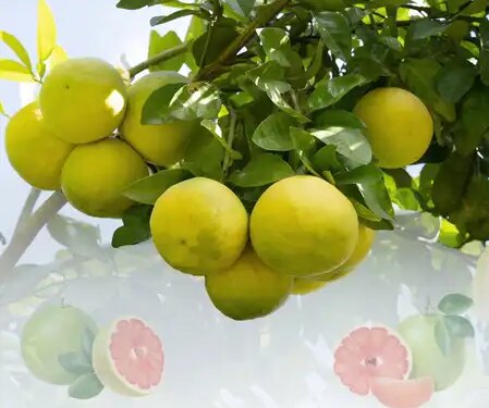 Grapefruit, the king of citrus fruits, is excellent in both taste and nutrition.