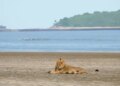 Gujarat's coastal Asiatic lions mostly depend on wild prey, new study reveals