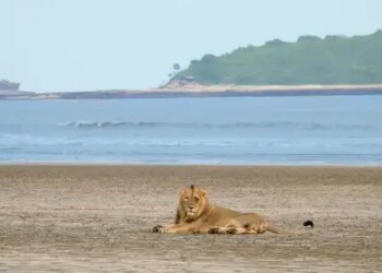 Gujarat's coastal Asiatic lions mostly depend on wild prey, new study reveals