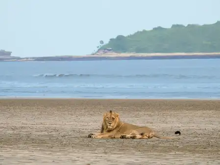 Gujarat's coastal Asiatic lions mostly depend on wild prey, new study reveals