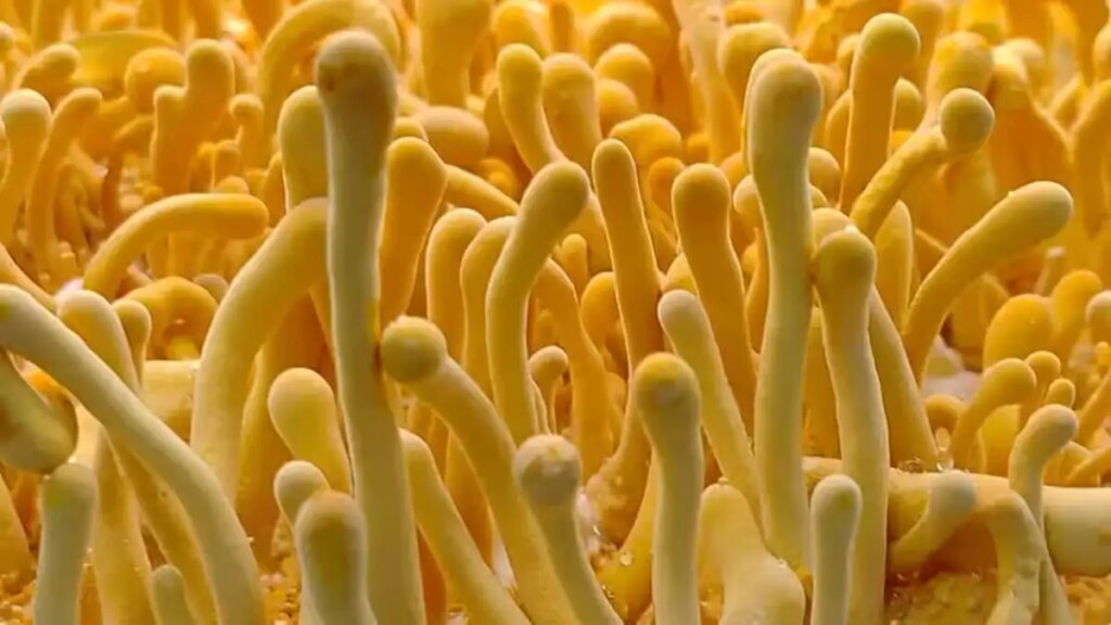High Profit Farming: You will instantly become a millionaire by cultivating mushrooms that sell for Rs 2 lakh per kg, know how much will be the expense and profit.
