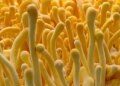 High Profit Farming: You will instantly become a millionaire by cultivating mushrooms that sell for Rs 2 lakh per kg, know how much will be the expense and profit.