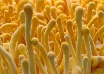 High Profit Farming: You will instantly become a millionaire by cultivating mushrooms that sell for Rs 2 lakh per kg, know how much will be the expense and profit.