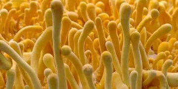 High Profit Farming: You will instantly become a millionaire by cultivating mushrooms that sell for Rs 2 lakh per kg, know how much will be the expense and profit.