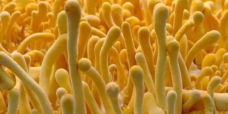 High Profit Farming: You will instantly become a millionaire by cultivating mushrooms that sell for Rs 2 lakh per kg, know how much will be the expense and profit.