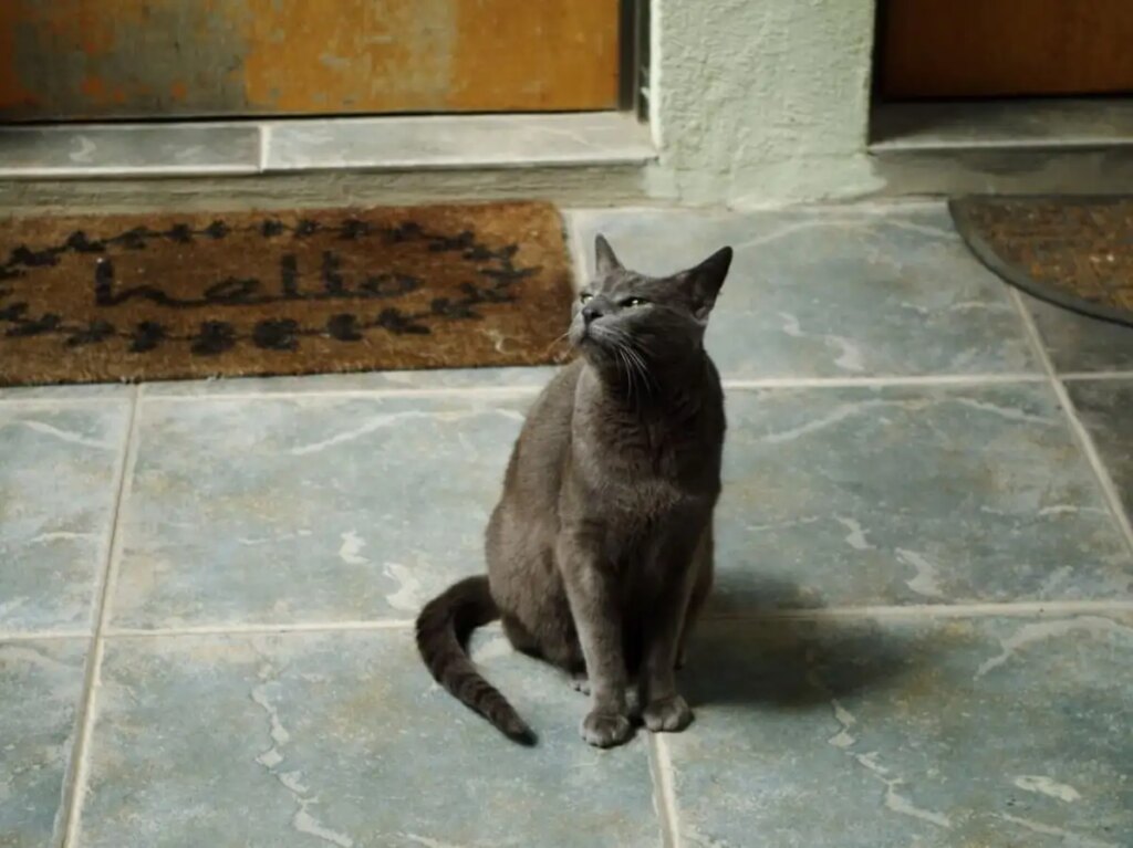 Keep these things under the footrest of the main door, according to Feng Shui, happiness and prosperity comes to the house.