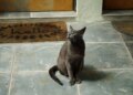 Keep these things under the footrest of the main door, according to Feng Shui, happiness and prosperity comes to the house.