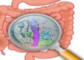 Low-calorie sweeteners can affect gut bacteria, Cambridge University study reveals