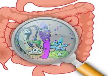Low-calorie sweeteners can affect gut bacteria, Cambridge University study reveals