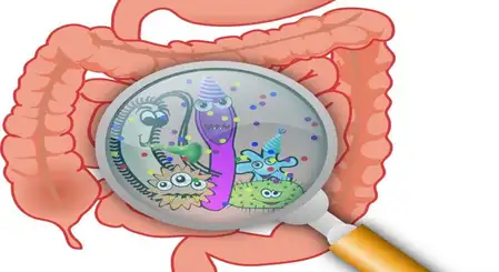 Low-calorie sweeteners can affect gut bacteria, Cambridge University study reveals