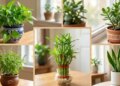 Lucky Plant Vastu: These 5 auspicious plants will fill the vault with money, if planted according to Vastu, financial crisis will go away.