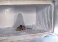 Melted in Amarnath, came here...' Devotees gathered to see the Shivalinga in Agra's refrigerator, video went viral on social media.