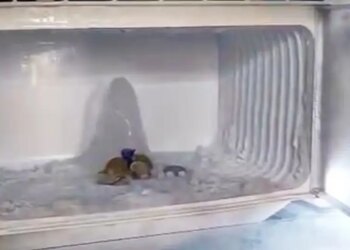 Melted in Amarnath, came here...' Devotees gathered to see the Shivalinga in Agra's refrigerator, video went viral on social media.
