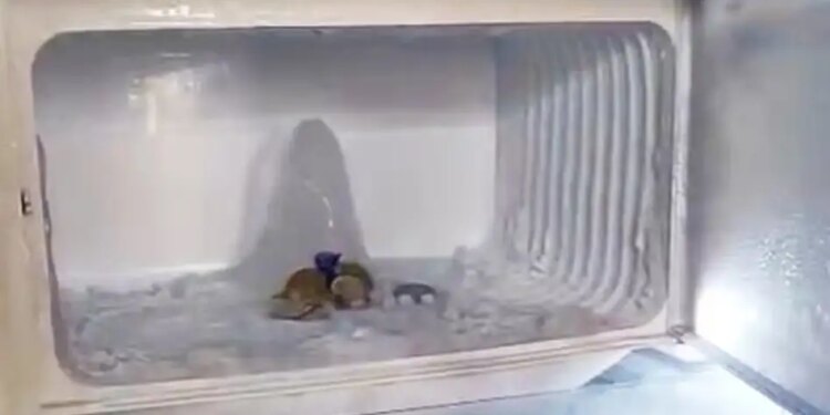 Melted in Amarnath, came here...' Devotees gathered to see the Shivalinga in Agra's refrigerator, video went viral on social media.