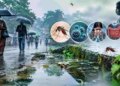 Monsoon Health Alert: From dengue to typhoid, adopt these easy measures to avoid these 7 diseases during the rainy season.