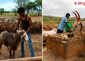 NEET: Son of a disabled farmer got excellent rank in NEET by grazing sheep, sweating in the fields, studying under solar lamp, Career Hindi News