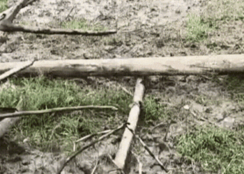 Rain of disaster: Middle-aged man reaches the middle of the water to cross the river, gets washed away in strong current, video goes viral, Viral-news Hindi News