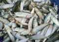 Sardine availability may drastically reduce in 2027 due to El Nino: CMFRI