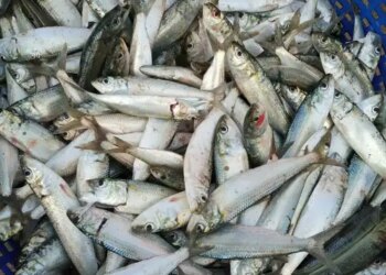 Sardine availability may drastically reduce in 2027 due to El Nino: CMFRI