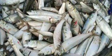 Sardine availability may drastically reduce in 2027 due to El Nino: CMFRI