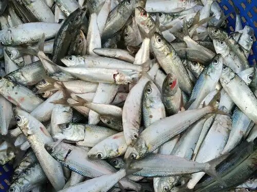 Sardine availability may drastically reduce in 2027 due to El Nino: CMFRI