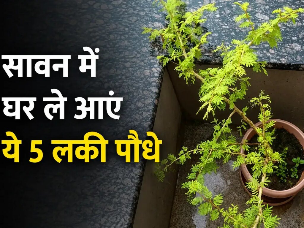 Sawan 2026: Bring home these 5 auspicious plants including Belpatra, Tulsi in Sawan, positive energy will increase and happiness and prosperity will remain.