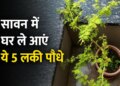 Sawan 2026: Bring home these 5 auspicious plants including Belpatra, Tulsi in Sawan, positive energy will increase and happiness and prosperity will remain.